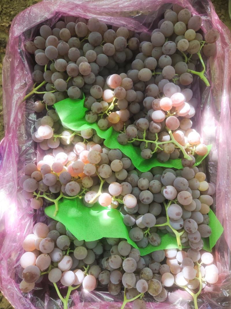 酿酒葡萄！河北省张家口市涿鹿县温泉屯镇精品龙眼葡萄
