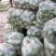 精品青萝卜品质保证产地直发开封萝卜对接市场