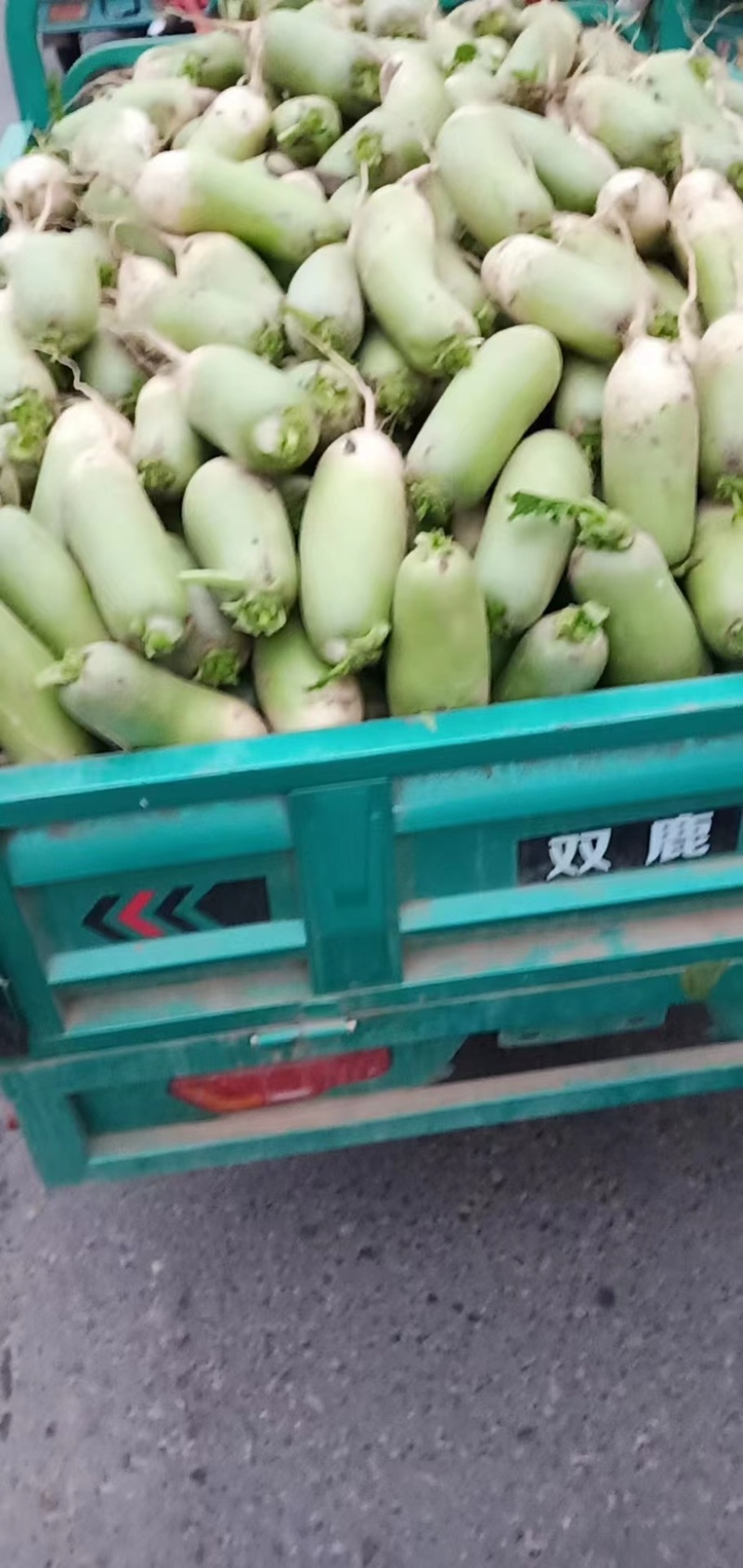 精品青萝卜品质保证产地直发开封萝卜对接市场