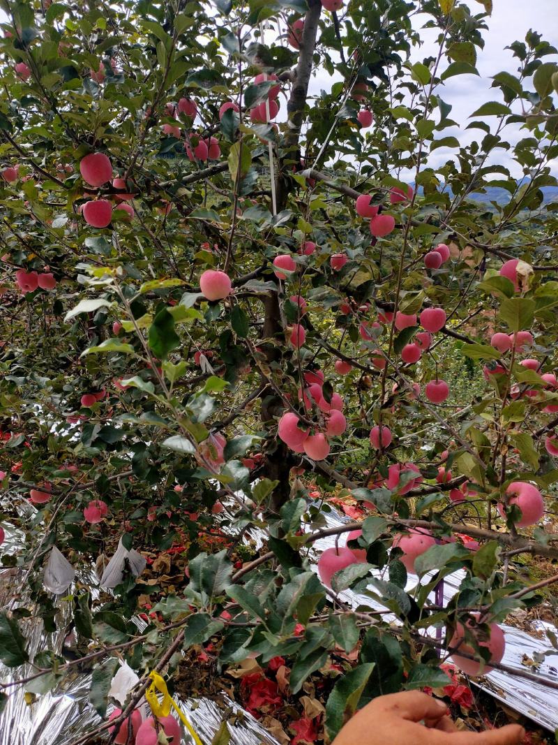 甘肃天水红富士