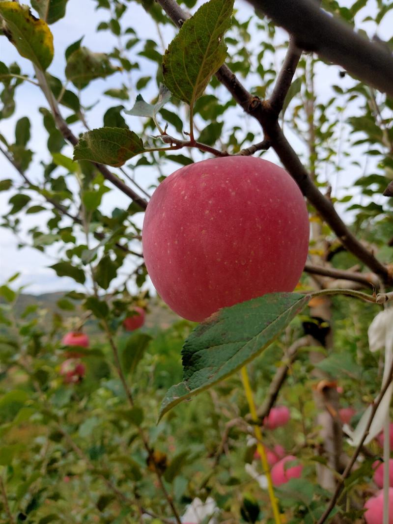 甘肃天水红富士