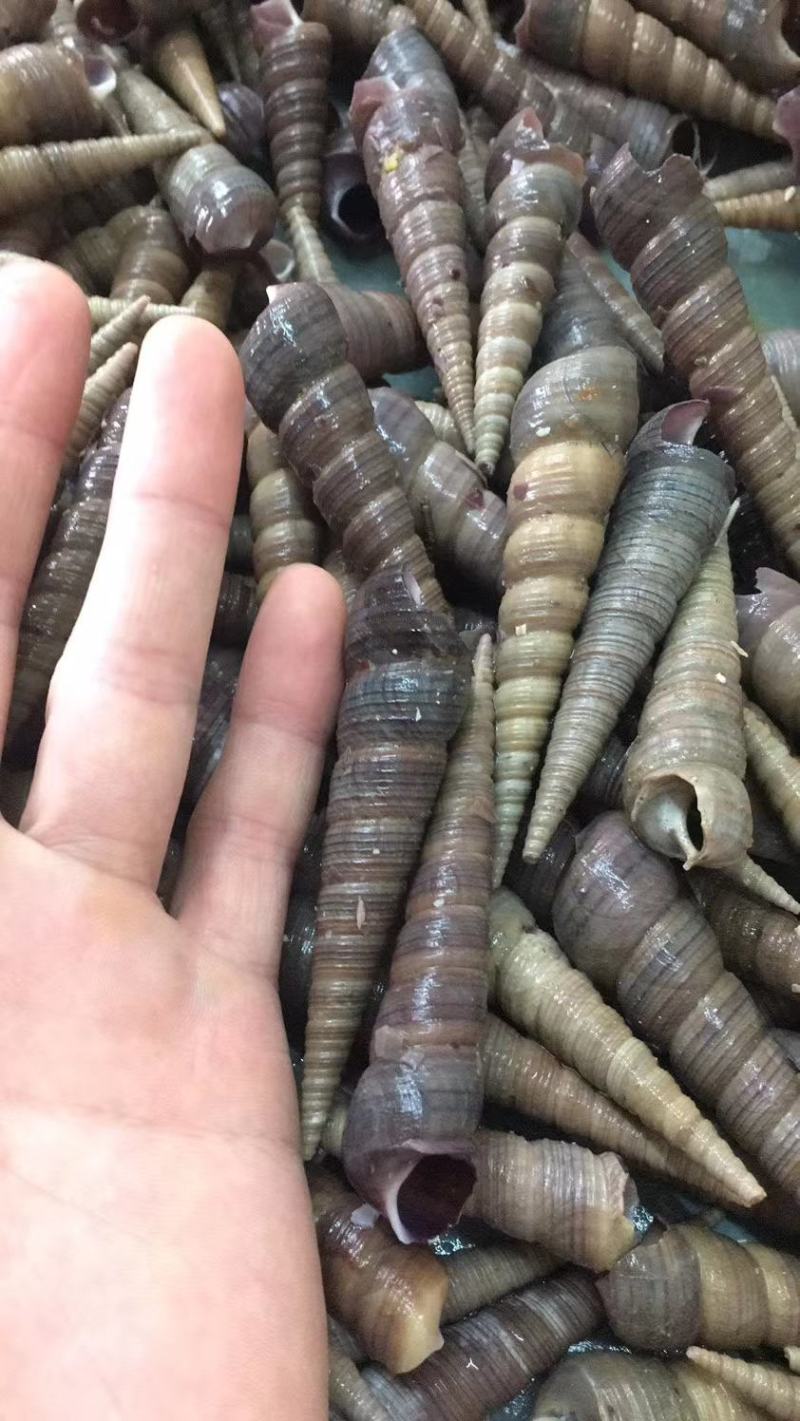鲜活钉螺，全国发货，一手货源，，，，，，，