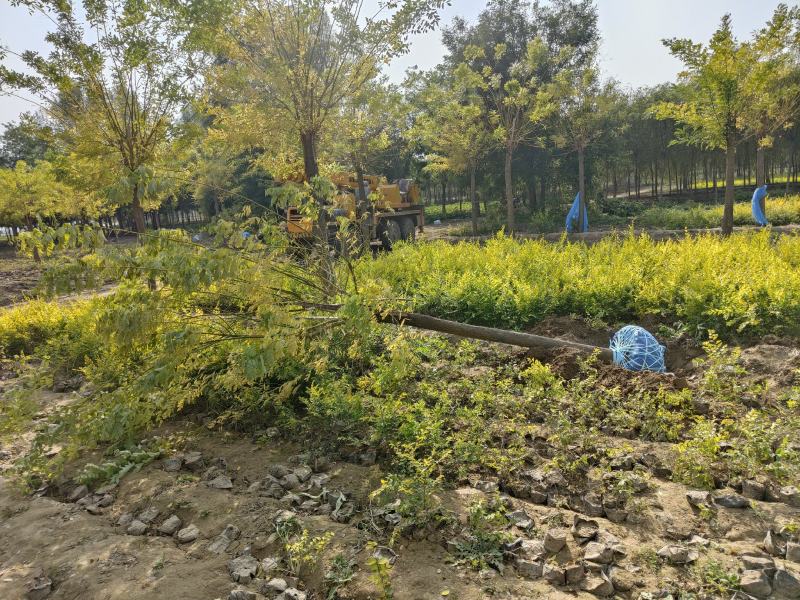 15公分黄金槐金枝槐所有规格降价销售自家苗圃自产自销