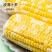 云南金黄水果玉米2/5/9斤一件代发包邮包售后