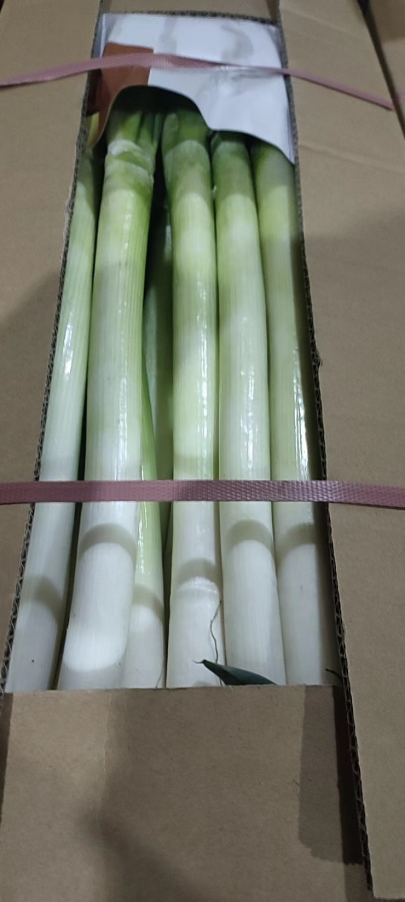 福建精品大葱开始定价包地，量大从优，欢迎定购