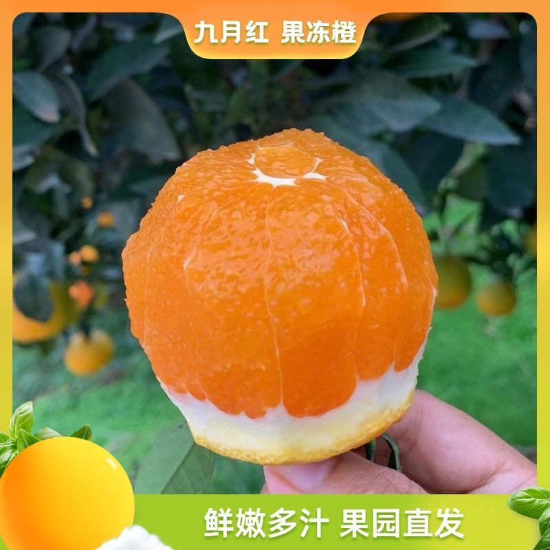 九月红果冻橙，皮薄味甜果肉细腻入口化渣，欢迎咨询