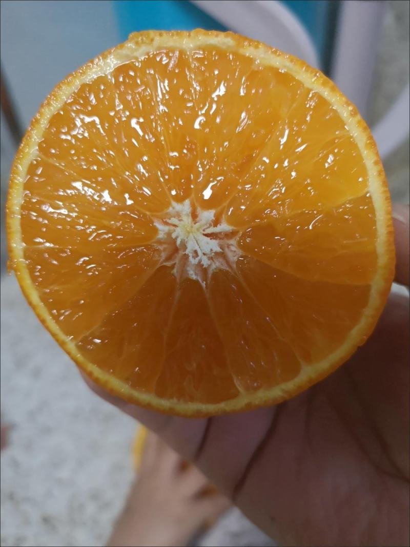 九月红果冻橙，皮薄味甜果肉细腻入口化渣，欢迎咨询