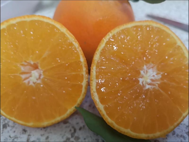 九月红果冻橙，皮薄味甜果肉细腻入口化渣，欢迎咨询