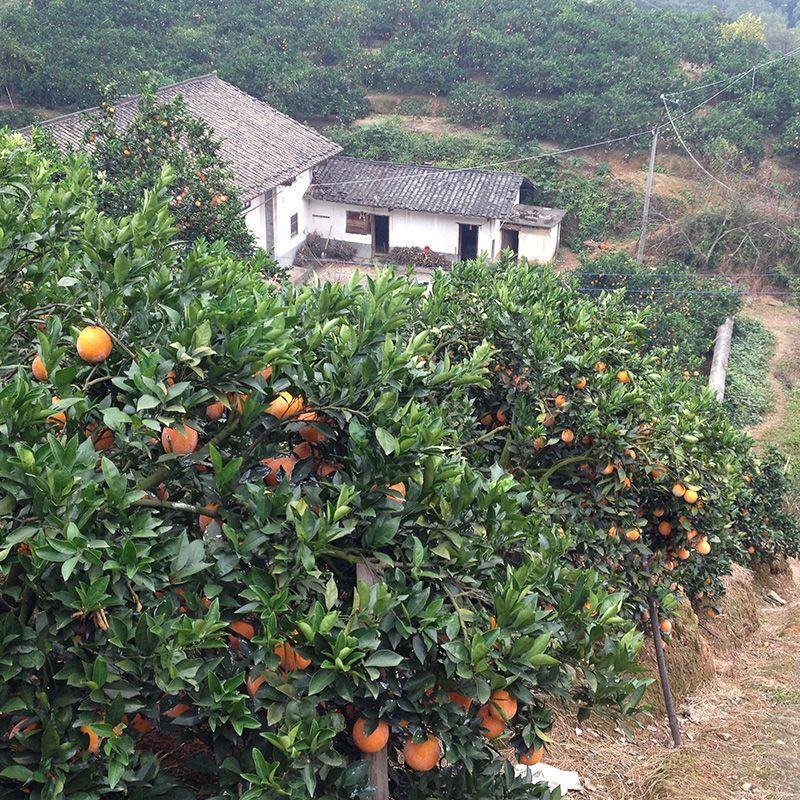 九月红果冻橙，皮薄味甜果肉细腻入口化渣，欢迎咨询