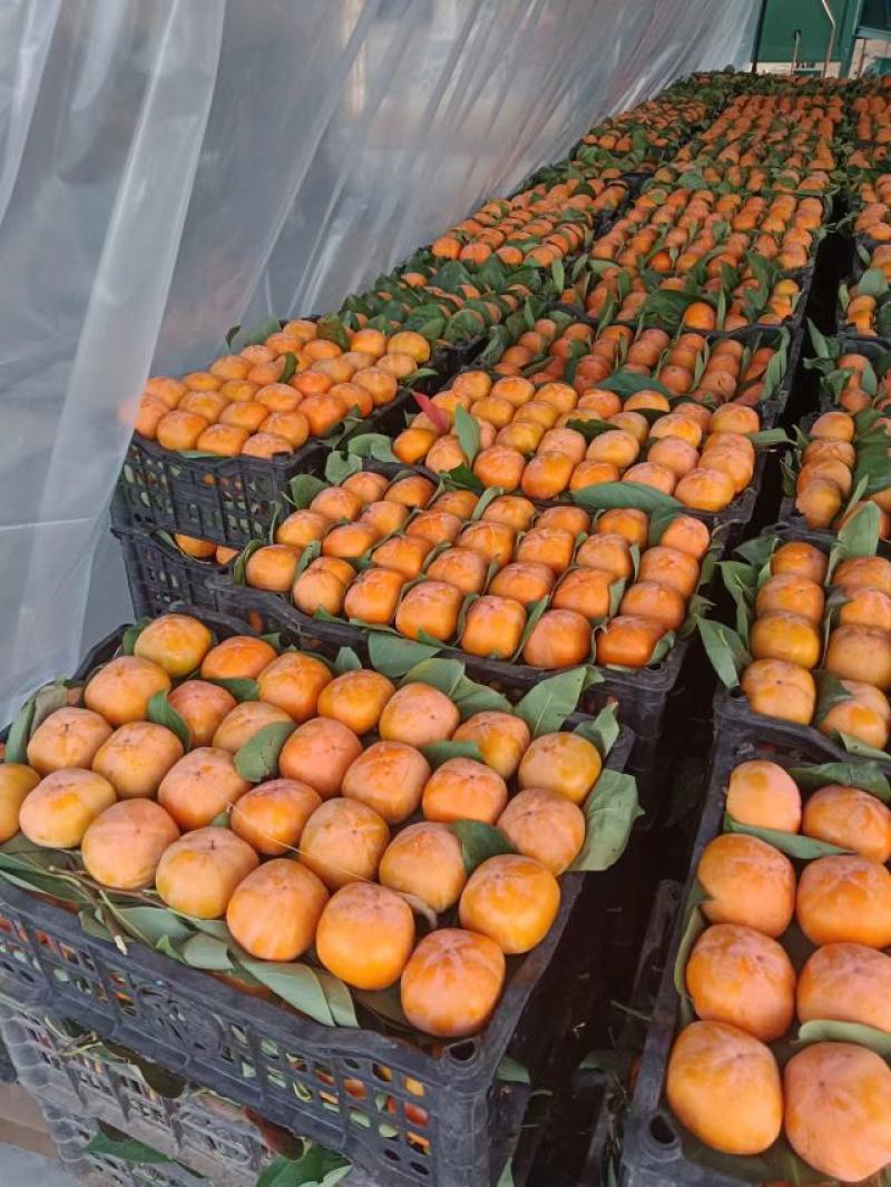 河北顺平脆柿子脆甜可口大量上市量大价优