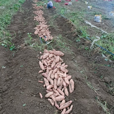 龙薯九加工厂好通货，西瓜红通货大量有货，支持全国各地发货