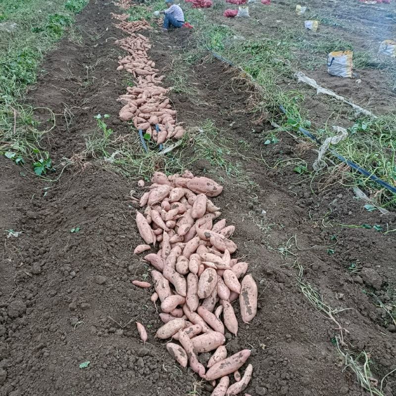 龙薯九加工厂好通货，西瓜红通货大量有货，支持全国各地发货