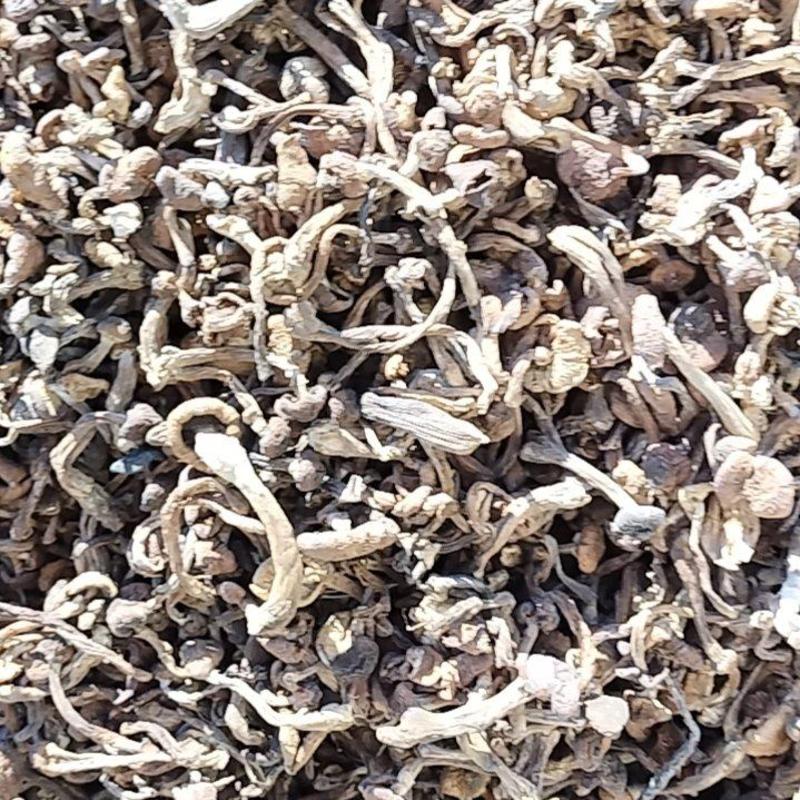 榛蘑产地直发保证质量，无根无杂蘑，不咬皮。