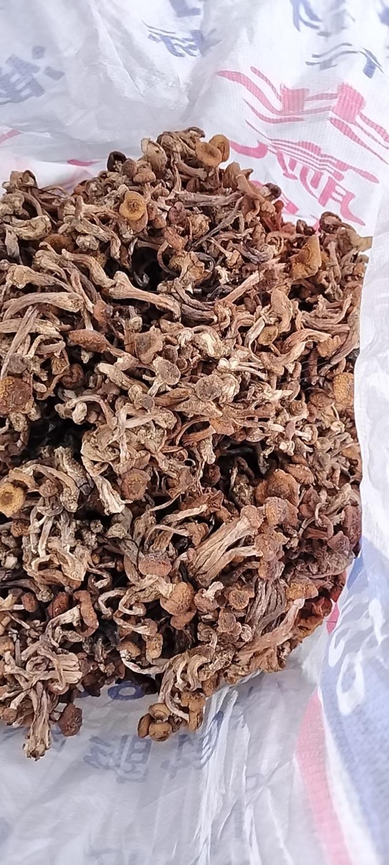 榛蘑产地直发保证质量，无根无杂蘑，不咬皮。