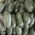 山东兰陵精品小冬瓜，大量供应，大量接单量大量大，一手货源