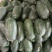 山东兰陵精品小冬瓜，大量供应，大量接单量大量大，一手货源