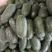 山东兰陵精品小冬瓜，大量供应，大量接单量大量大，一手货源