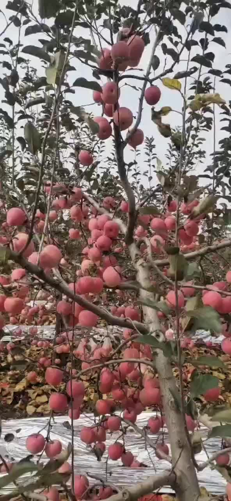 嘎啦苹果陕西礼泉纸袋膜大量上市，个大色好，可以视频看货