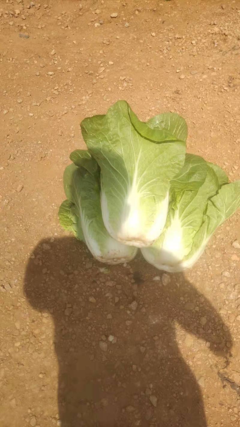 白菜