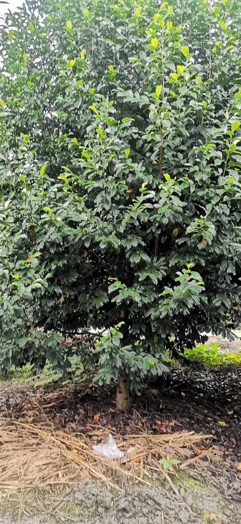 大量出售各规格精品乐昌含笑，量大从优，欢迎来电咨询