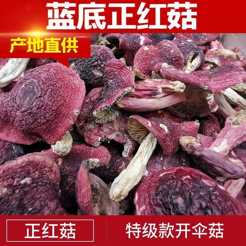 正宗云南野生红菇新货孕产妇月子煲汤滋补深山开伞一等品菌类