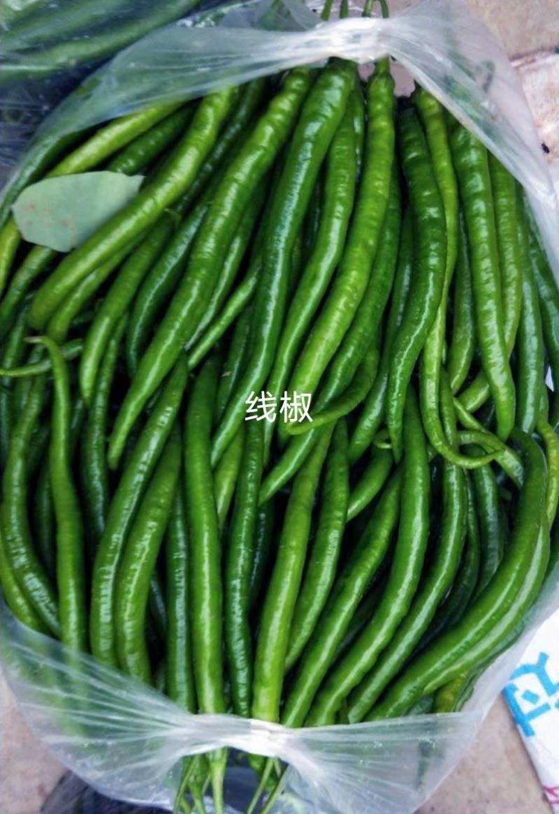 大棚辣椒301泡椒，苏椒，美人椒，螺丝椒，大量上市