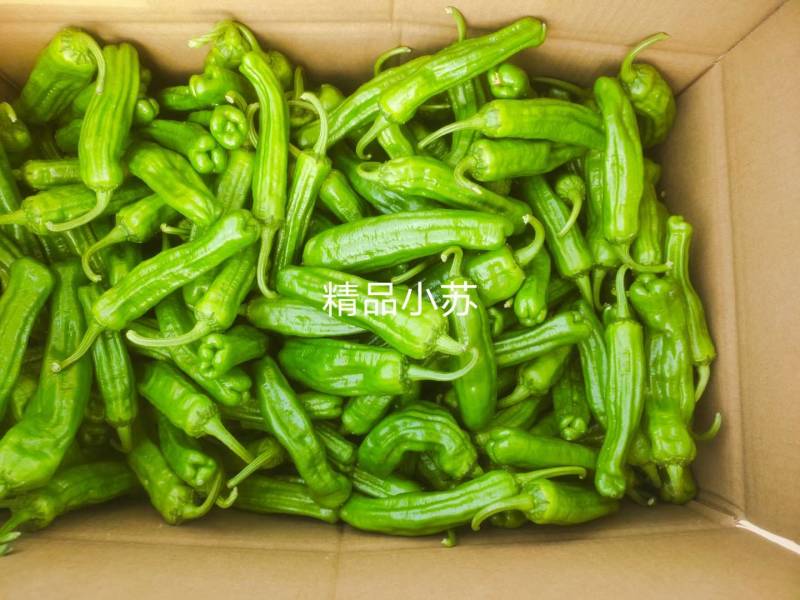 大棚辣椒301泡椒，苏椒，美人椒，螺丝椒，大量上市