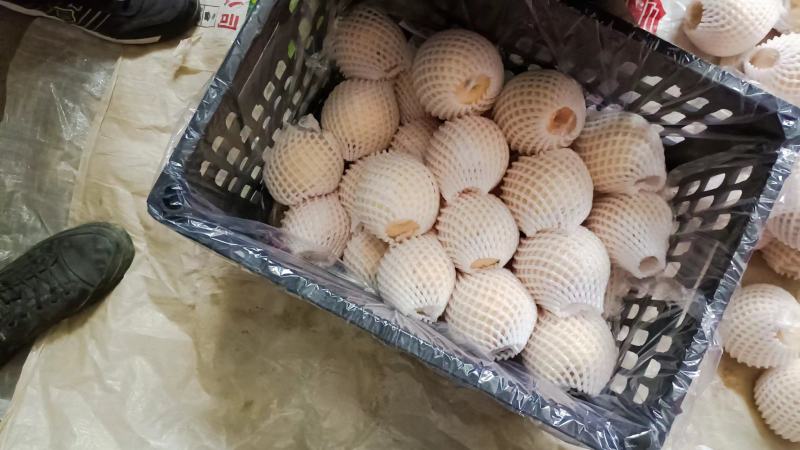 陕西酥梨大量上市中基地直发量大从优欢迎老板来电咨询