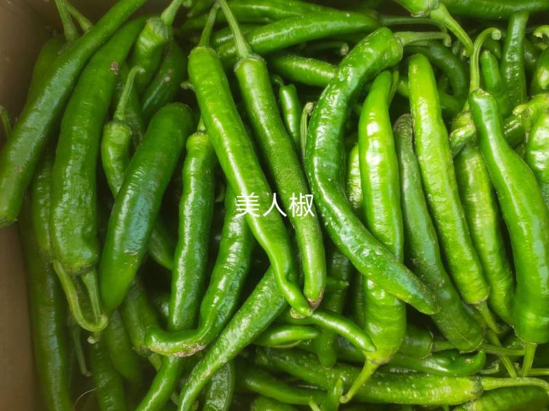 大棚辣椒301泡椒，苏椒，美人椒，螺丝椒，大量上市