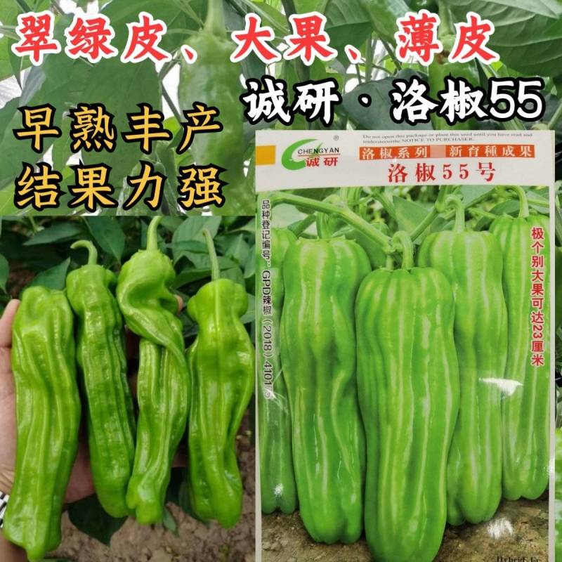 洛椒55薄皮椒辣椒种子诚研大果薄皮灯笼椒泡椒种子