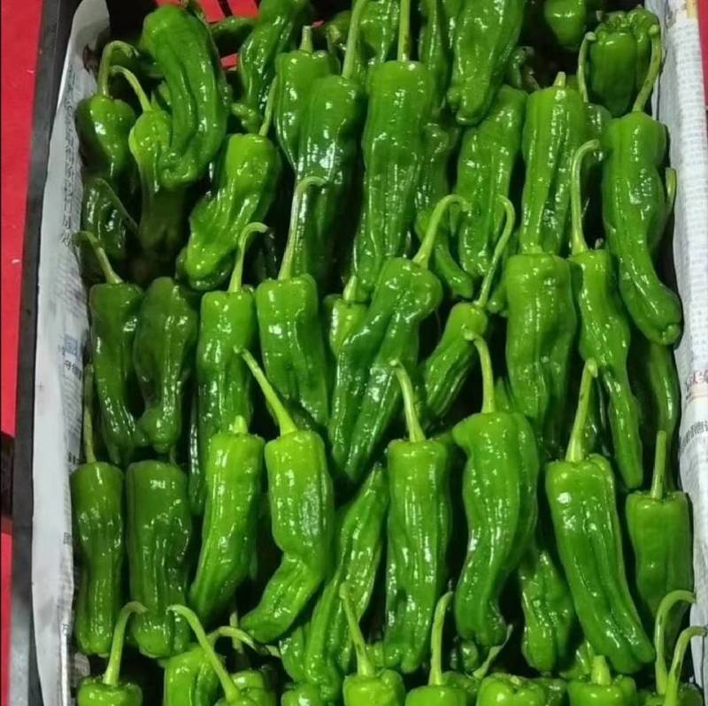 洛椒55薄皮椒辣椒种子诚研大果薄皮灯笼椒泡椒种子
