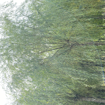 苗圃定植垂柳，6-20公分二次发帽垂柳！