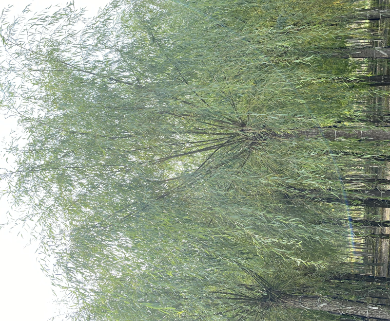 苗圃定植垂柳，6-20公分二次发帽垂柳！