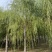 苗圃定植垂柳，6-20公分二次发帽垂柳！