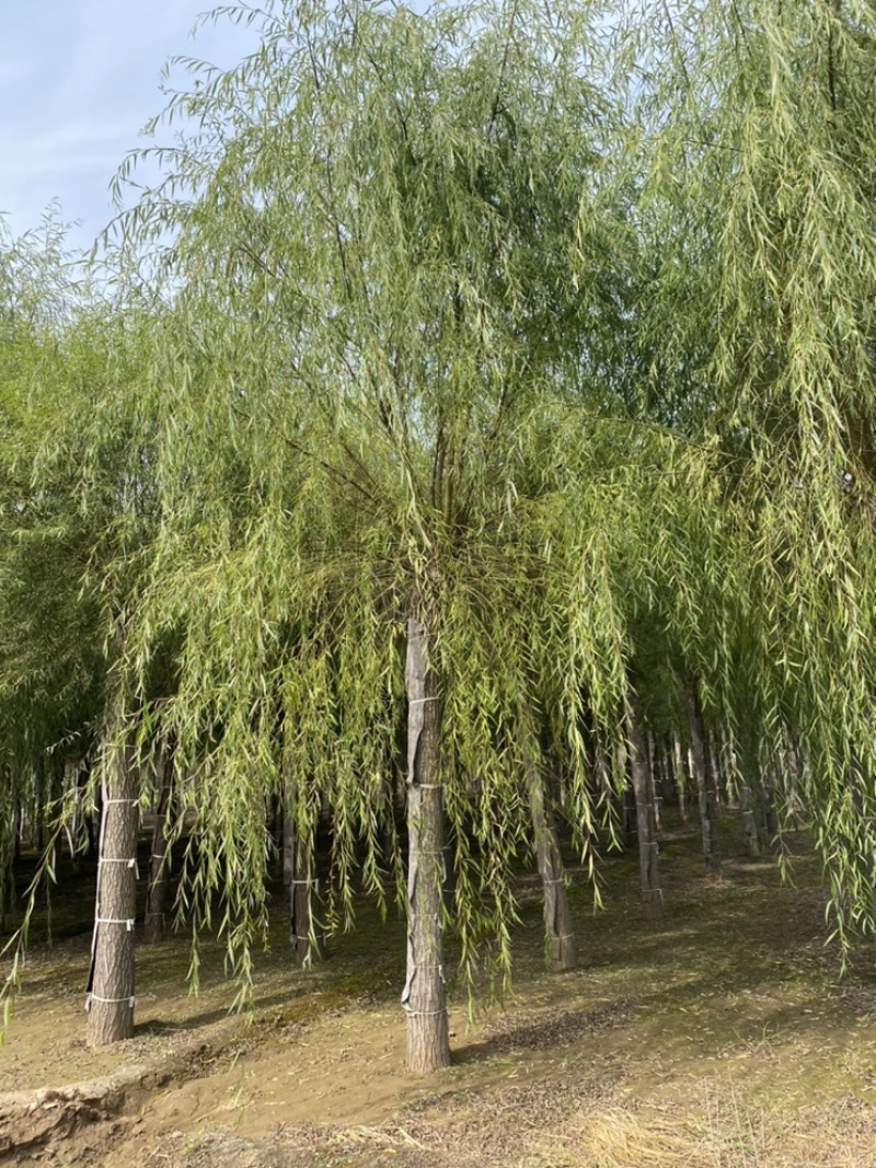 苗圃定植垂柳，6-20公分二次发帽垂柳！