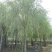 苗圃定植垂柳，6-20公分二次发帽垂柳！