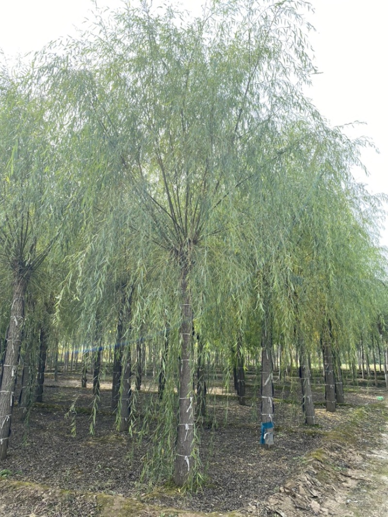 苗圃定植垂柳，6-20公分二次发帽垂柳！