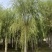 苗圃定植垂柳，6-20公分二次发帽垂柳！