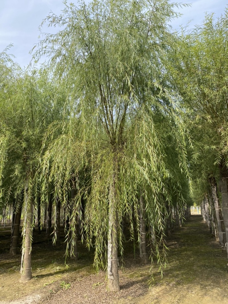 苗圃定植垂柳，6-20公分二次发帽垂柳！