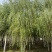 苗圃定植垂柳，6-20公分二次发帽垂柳！