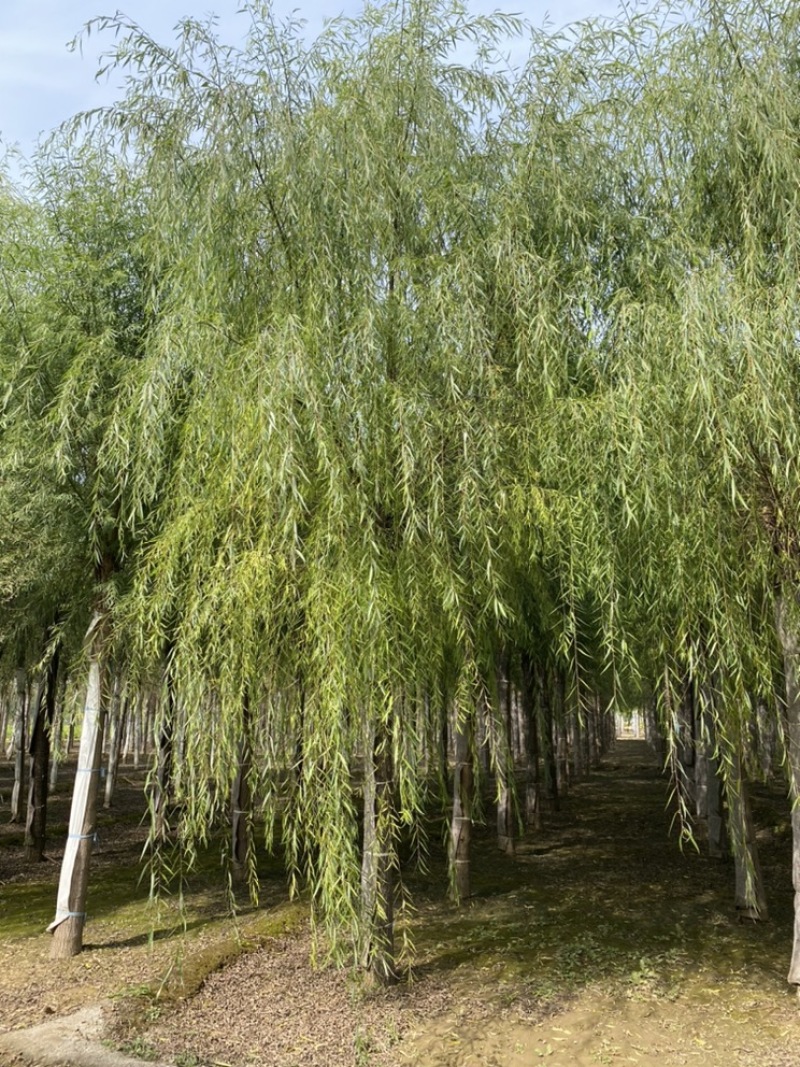 苗圃定植垂柳，6-20公分二次发帽垂柳！