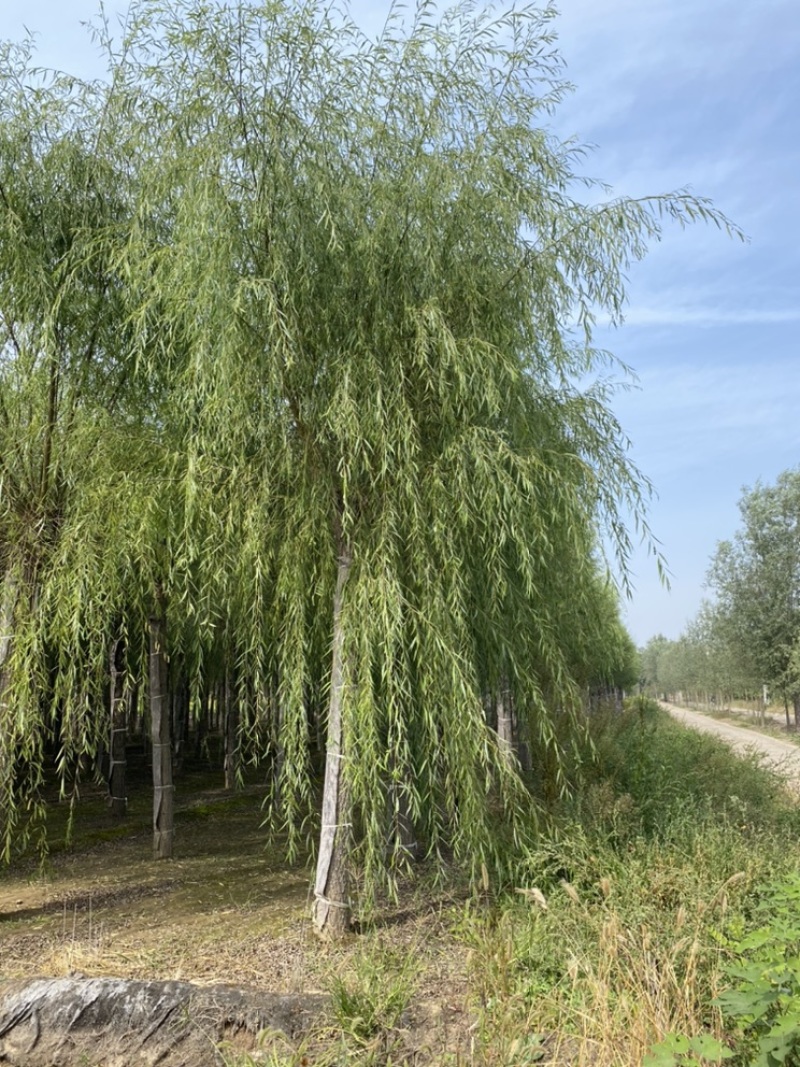 苗圃定植垂柳，6-20公分二次发帽垂柳！