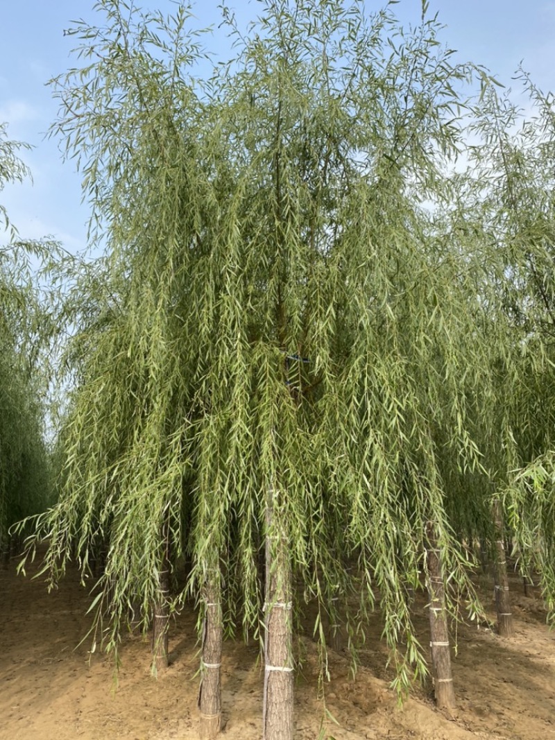 苗圃定植垂柳，6-20公分二次发帽垂柳！