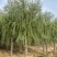 苗圃定植垂柳，6-20公分二次发帽垂柳！