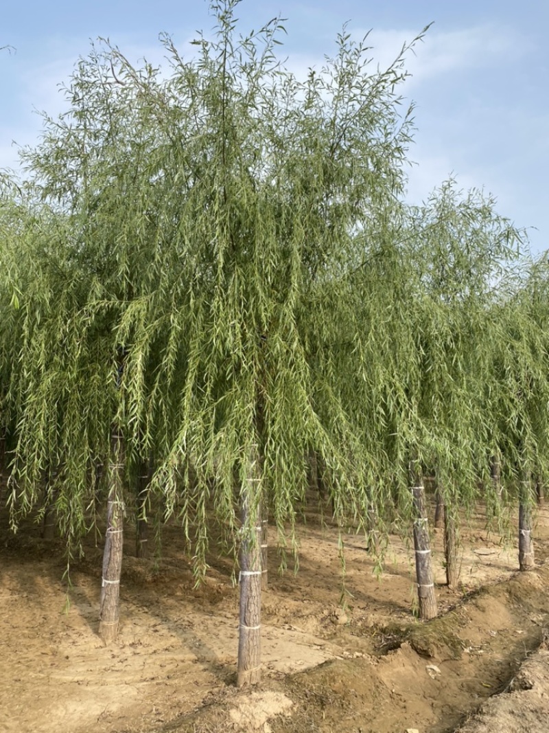 苗圃定植垂柳，6-20公分二次发帽垂柳！