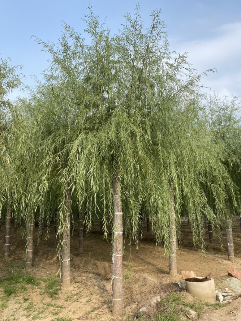 苗圃定植垂柳，6-20公分二次发帽垂柳！