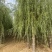 苗圃定植垂柳，6-20公分二次发帽垂柳！