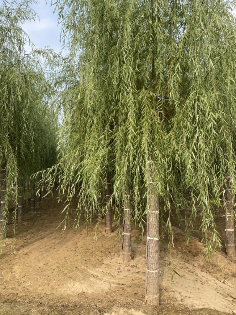 苗圃定植垂柳，6-20公分二次发帽垂柳！
