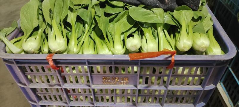 蔬菜，叶菜类油菜，上海青，以诚信做人，质量好。