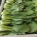 蔬菜，叶菜类油菜，上海青，以诚信做人，质量好。